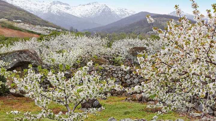 Valle del Jerte, Extremadura